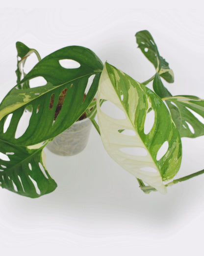 Monstera Adansonii Variegata - Medium