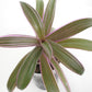 Tradescantia Spathacea - Misère