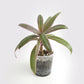 Tradescantia Spathacea - Misère