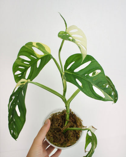 Monstera Adansonii Variegata - Medium