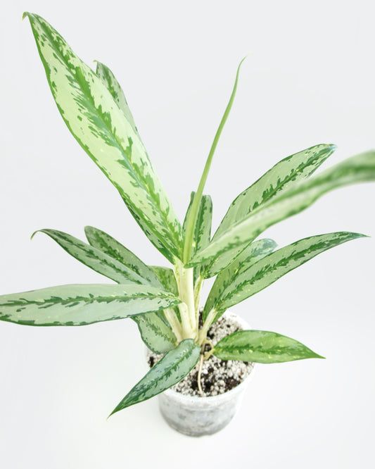 Aglaonema Matcha Lemon