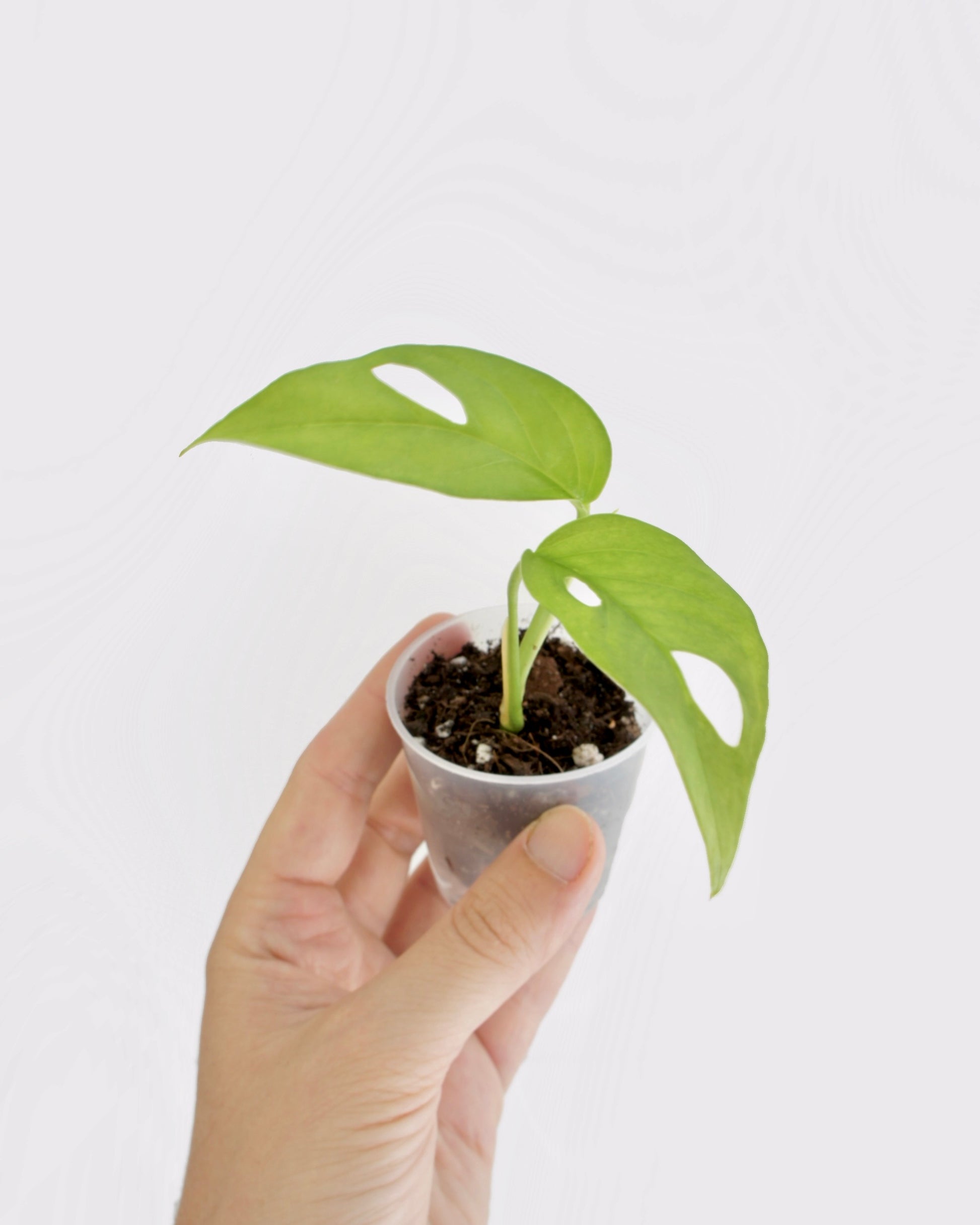 boutures de monstera Monstera Acacogayensis
