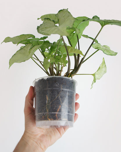 Syngonium White Butterfly