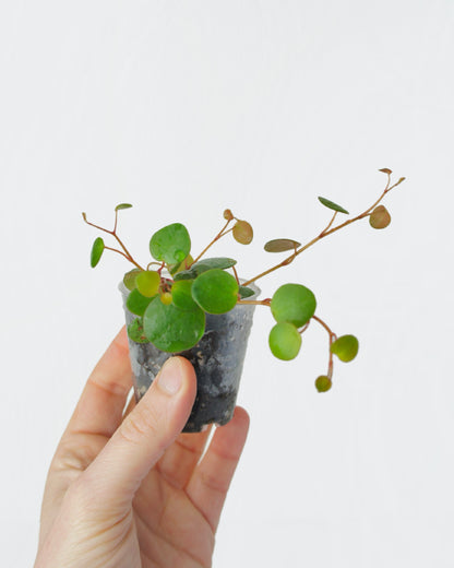 Peperomia Pepperspot (S) Larmes de crocodile