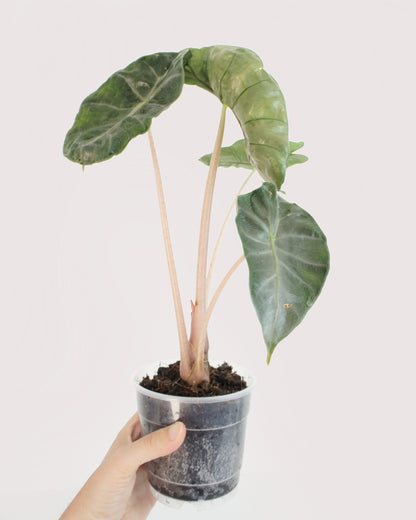 Alocasia Pink Dragon