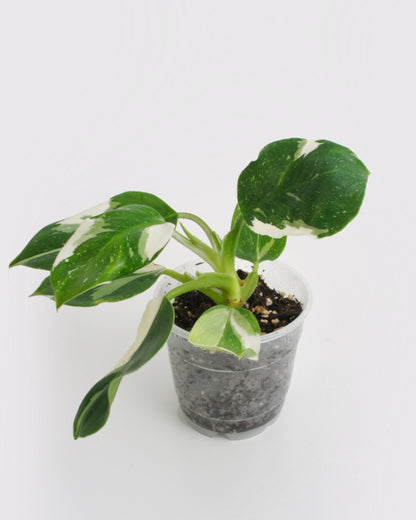 Philodendron White Wizard (M)