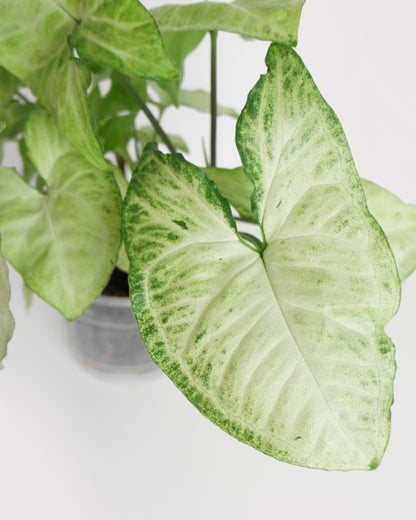 Syngonium White Butterfly