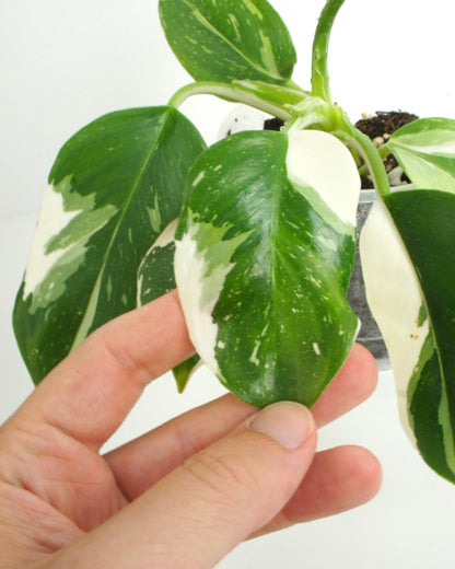 Philodendron White Wizard (M)