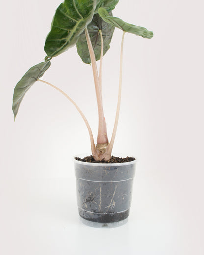 Alocasia Pink Dragon