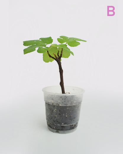 Ficus Carica - Figuier Sauvage