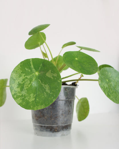 Pilea Peperomioides Mojito - medium