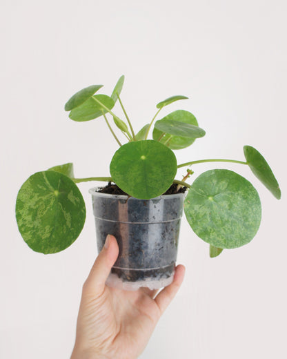 Pilea Peperomioides Mojito - medium