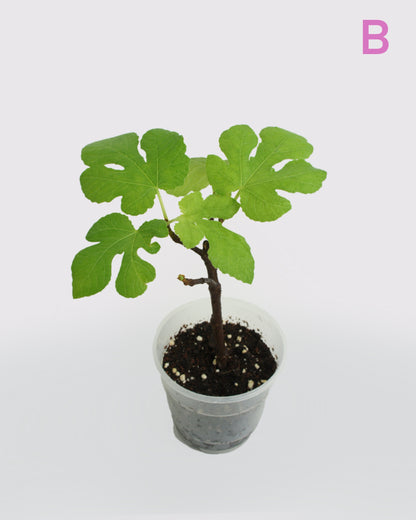 Ficus Carica - Figuier Sauvage