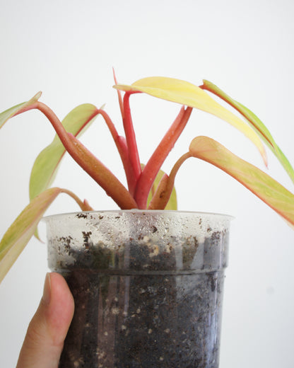 Philodendron Painted Lady - Erubescens Medusa