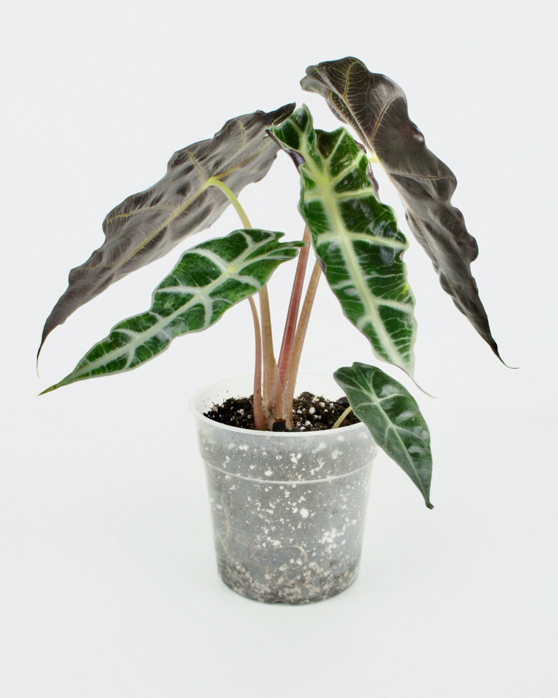 Alocasia Amazonica Polly
