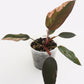 Philodendron Erubescens - Pink Princess
