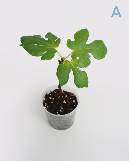 Ficus Carica - Figuier Sauvage