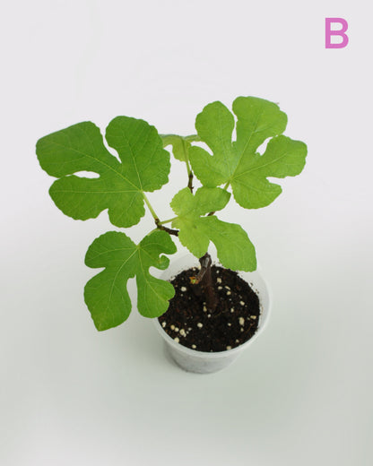 Ficus Carica - Figuier Sauvage