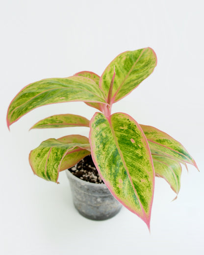 Aglaonema Salmon Fantasy