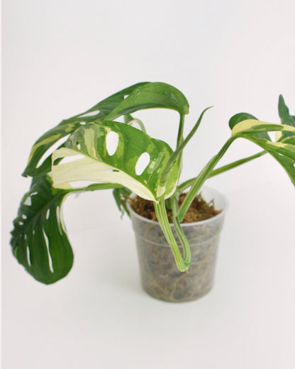 Monstera Adansonii Variegata - Medium