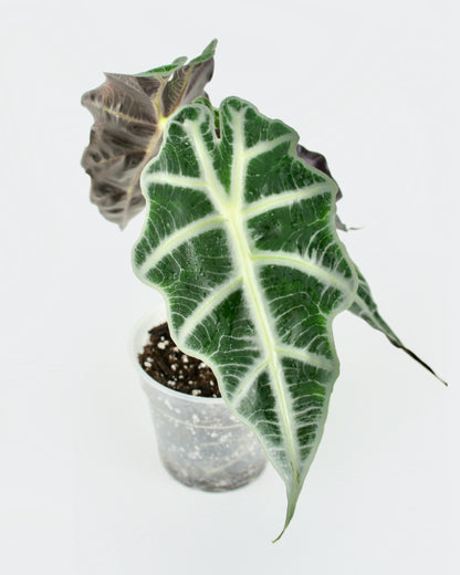 Alocasia Amazonica Polly