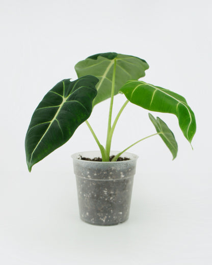 Alocasia Micholitziana Frydek (M)