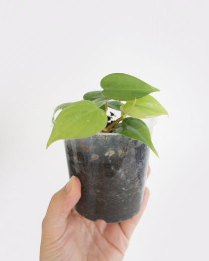 Philodendron Scandens