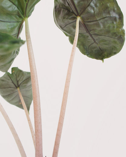 Alocasia Pink Dragon