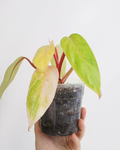 Philodendron Painted Lady - Erubescens Medusa