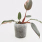 Philodendron Erubescens - Pink Princess