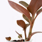 Anoectochilus Roxburghii x Ludisia Discolor - Orchidée bijou