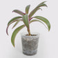 Tradescantia Spathacea - Misère