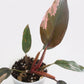 Philodendron Erubescens - Pink Princess