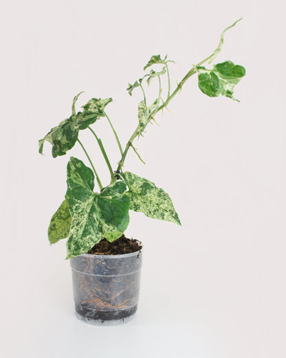 Syngonium Mottled Mojito