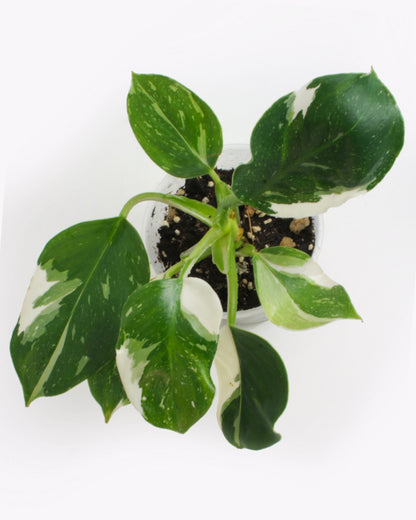 Philodendron White Wizard (M)