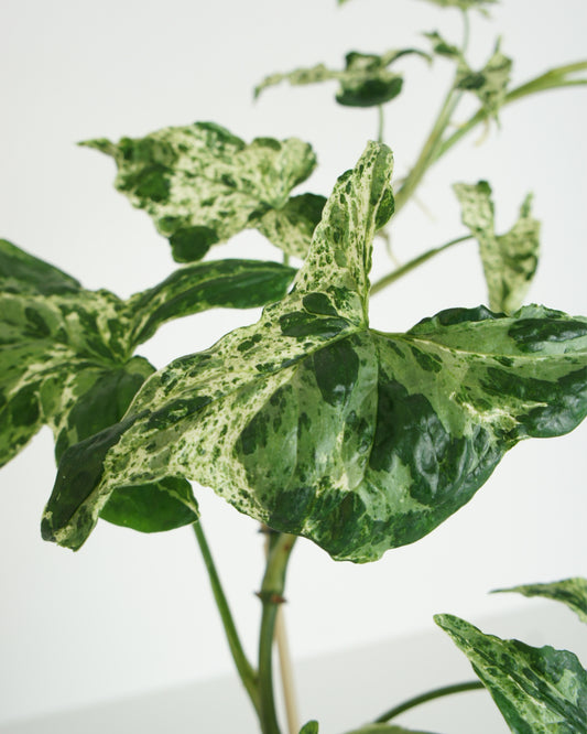 Syngonium Mottled Mojito