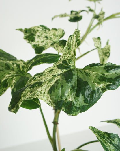 Syngonium Mottled Mojito