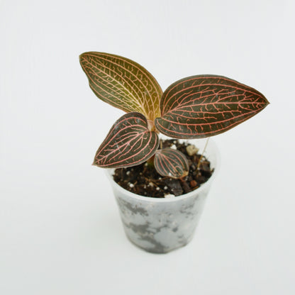 Ludisia Discolor Spiderman (S)