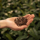 Ficus Mix - sac 5L - Substrat Premium Ficus