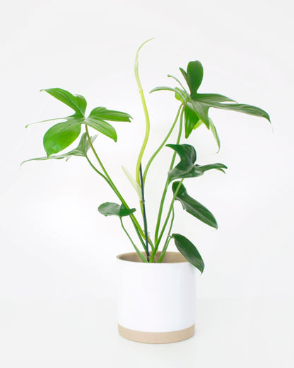 Philodendron Pedatum Florida Green