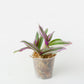 Tradescantia Fluminensis Bubble gum - Misère