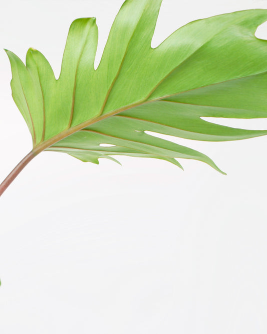 Philodendron Mayoi (L)