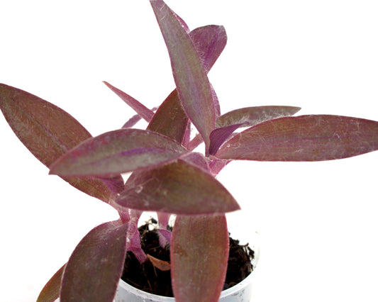 Tradescantia Pallida