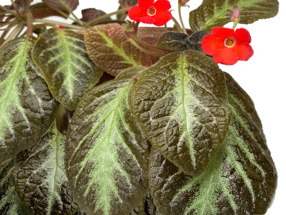 Episcia Cupreata Acajou