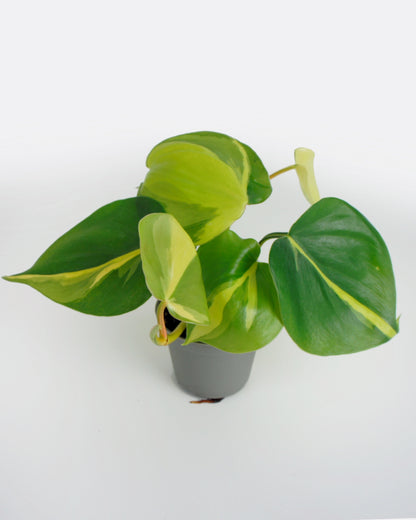 Philodendron Scandens Brasil