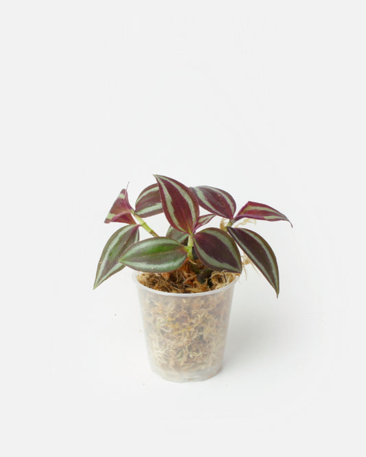 Tradescantia Zebrina