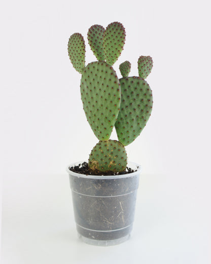 Opuntia Macrocalyx