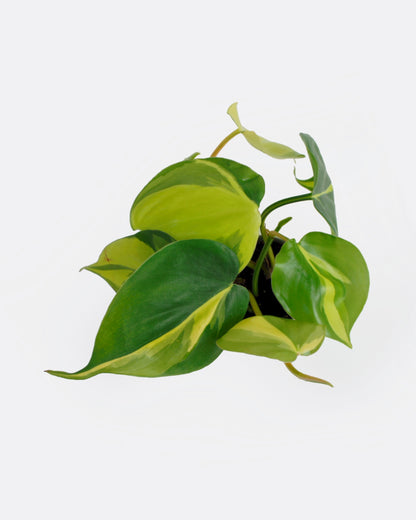 Philodendron Scandens Brasil