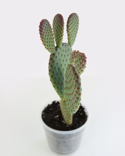 Opuntia Macrocalyx