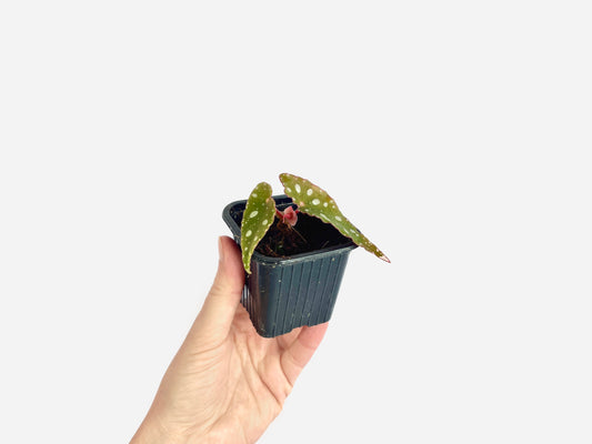 Begonia Maculata (S)